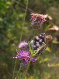 IMG_3868.JPG