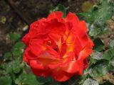 IMG_3356.JPG