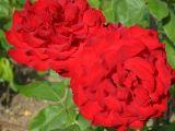 IMG_3357.JPG