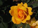 IMG_3372.JPG