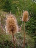 IMG_5428.JPG