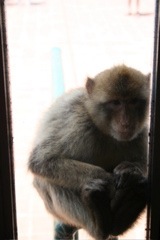 IMG_2747.JPG