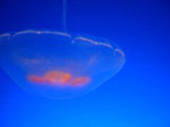 IMG_6071.JPG